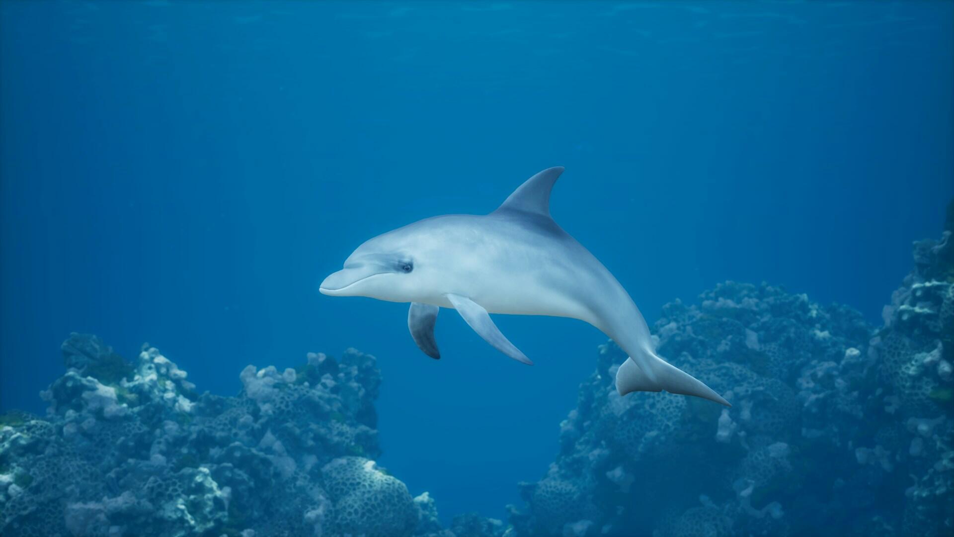 Un dauphin dans la mer